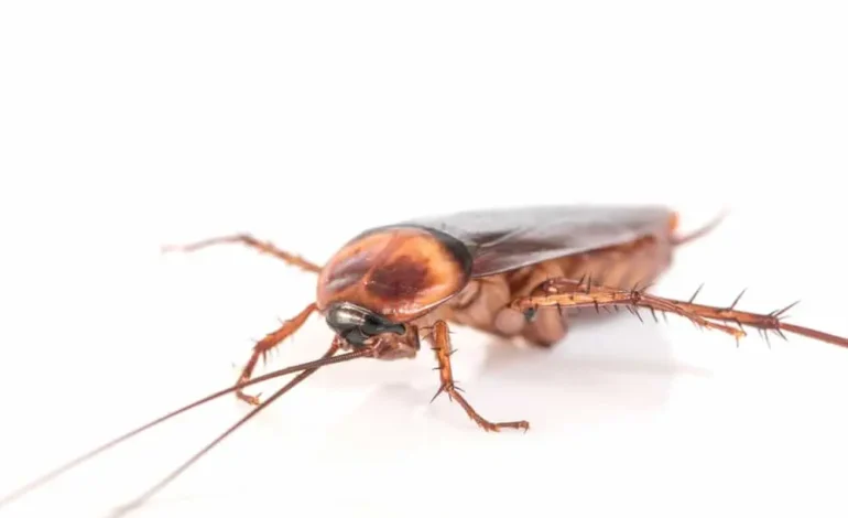 Preventing Cockroach Infestations: Tips for Keeping Your Home or Business Roach-Free