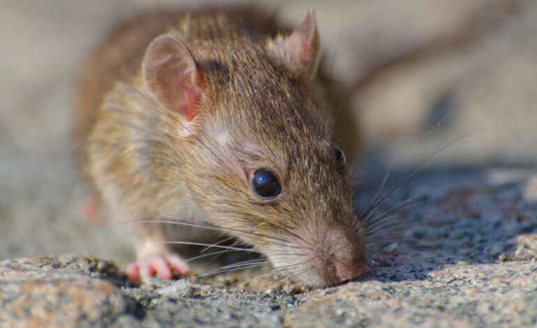 rat infestation