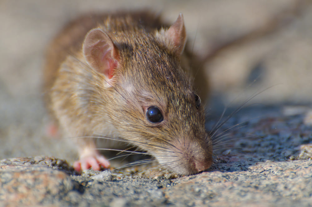 rat infestation